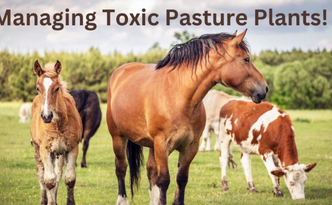 Control Poisonous Weeds in Your Pasture to Protect Horses and Livestock